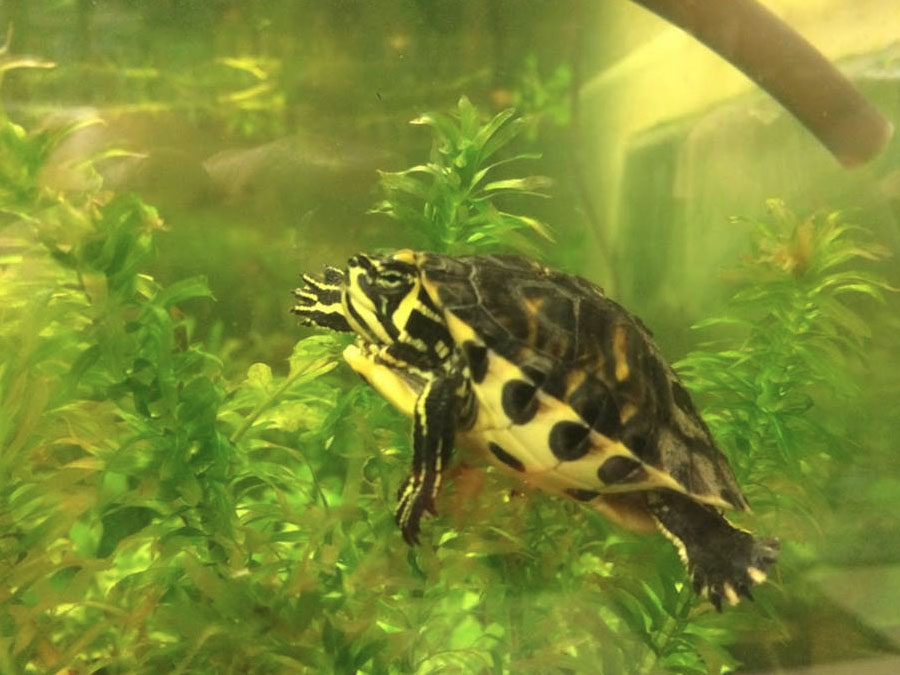 animaxx-reptiel-4