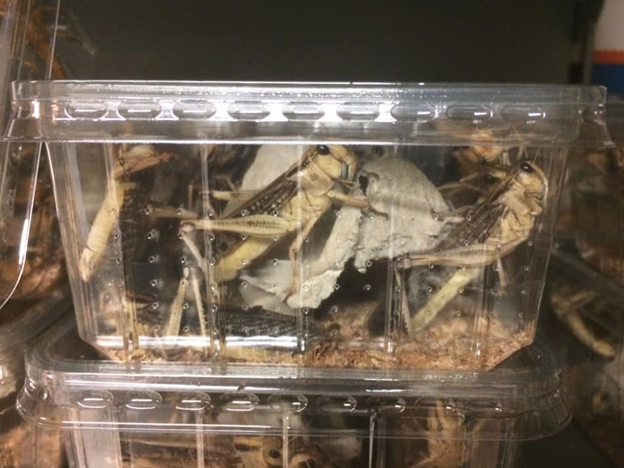 animaxx-reptiel-5